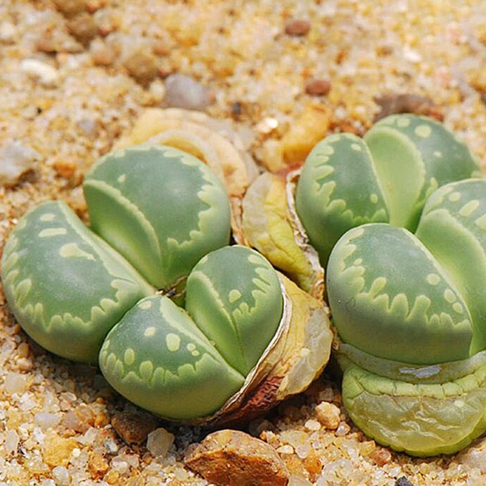 JMS 100Pcs Lithops Otzeniana C128A Succulents Garden Plants - Seeds