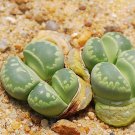 JMS 100Pcs Lithops Otzeniana C128A Succulents Garden Plants - Seeds