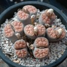 JMS 100Pcs Lithops Karasmontana C226 Succulents Garden Plants - Seeds