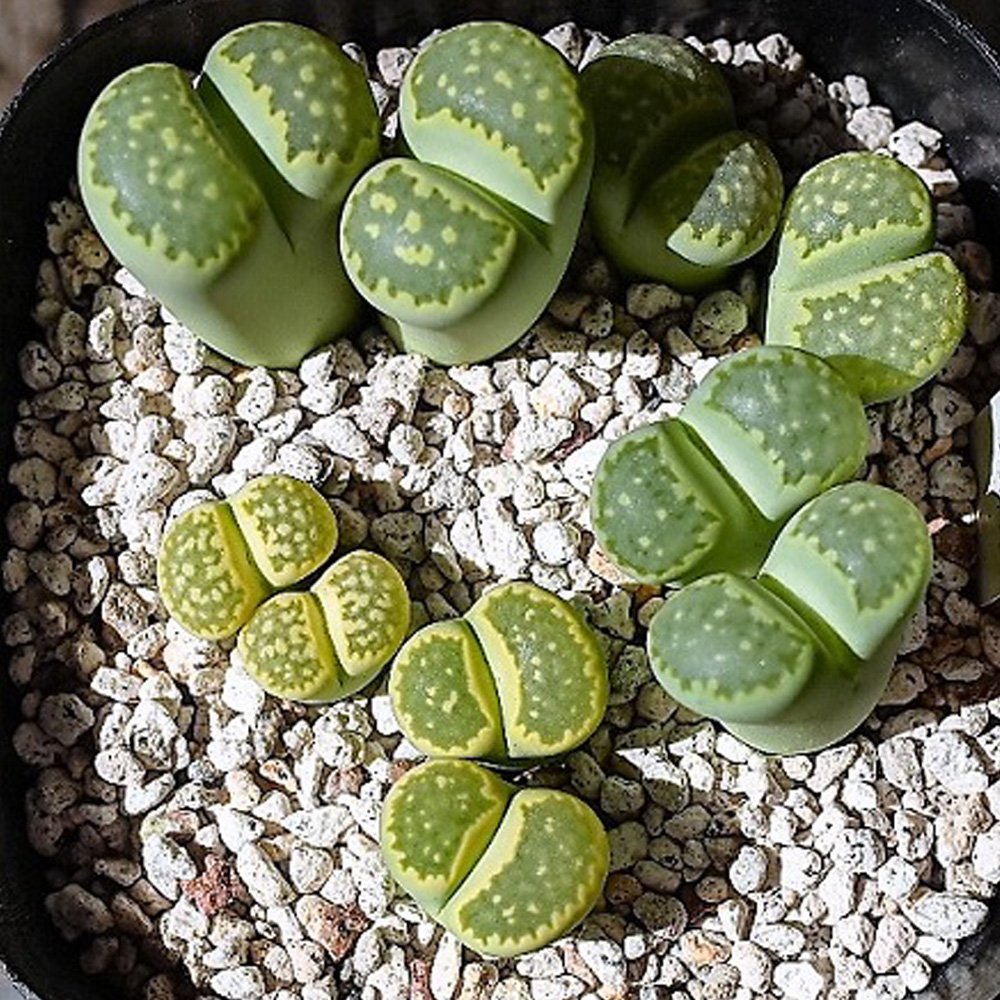 JMS 100Pcs Lithops C56A  Succulents Garden Plants - Seeds