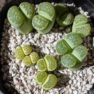JMS 100Pcs Lithops C56A  Succulents Garden Plants - Seeds