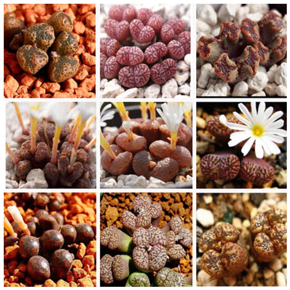 JMS 20Pcs Multi-Variety Mixed Succulents Garden Plants - Seeds (Medal + Bird Hani + Butterfly Medal)