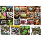 JMS 20Pcs Conophytum Mix Succulents Garden Plants - Seeds