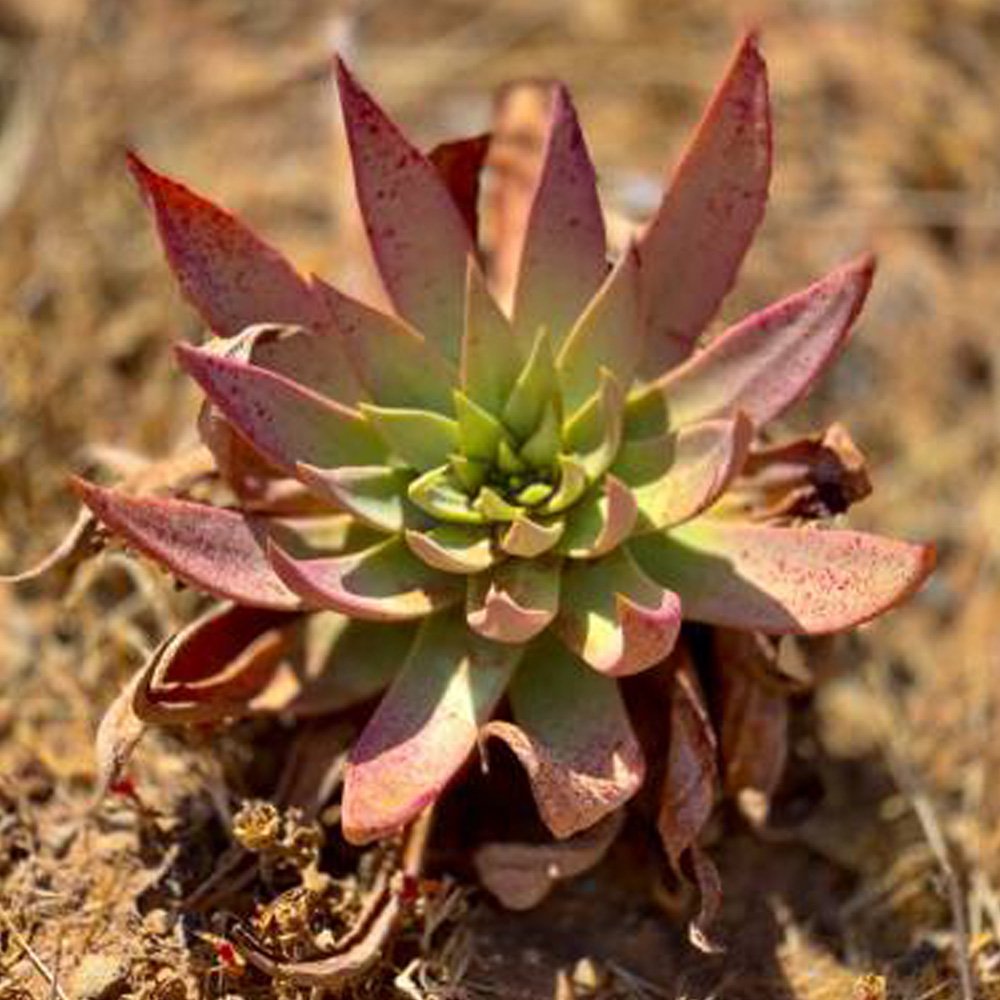 JMS 20Pcs Dudleya Lanceolata Succulents Garden Plants - Seeds