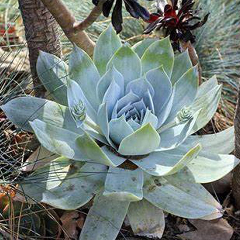 JMS 20Pcs Dudleya Pulverulenta Succulents Garden Plants - Seeds