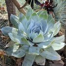 JMS 20Pcs Dudleya Pulverulenta Succulents Garden Plants - Seeds