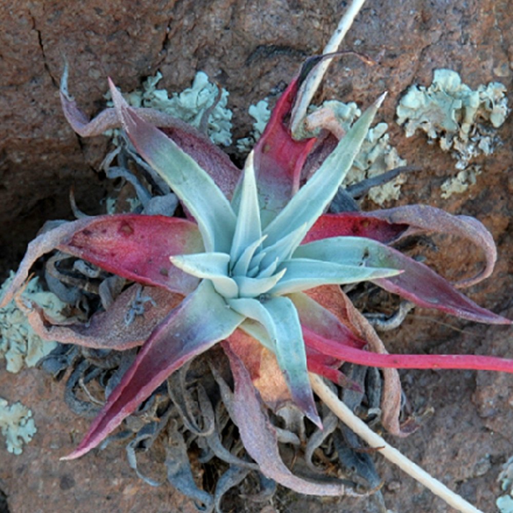 JMS 20Pcs Dudleya Collomiae Succulents Garden Plants - Seeds
