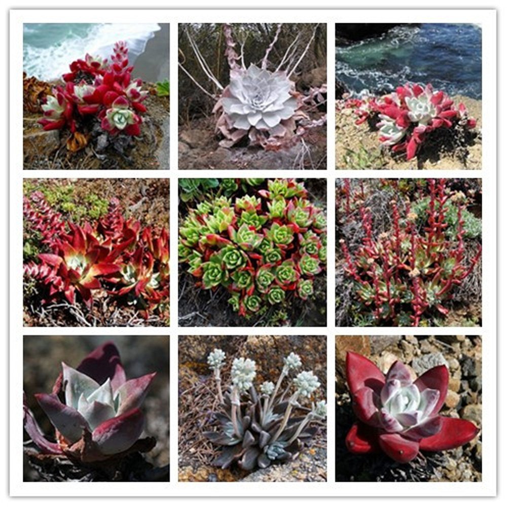 JMS 20Pcs Dudleya Mix Succulents Garden Plants - Seeds