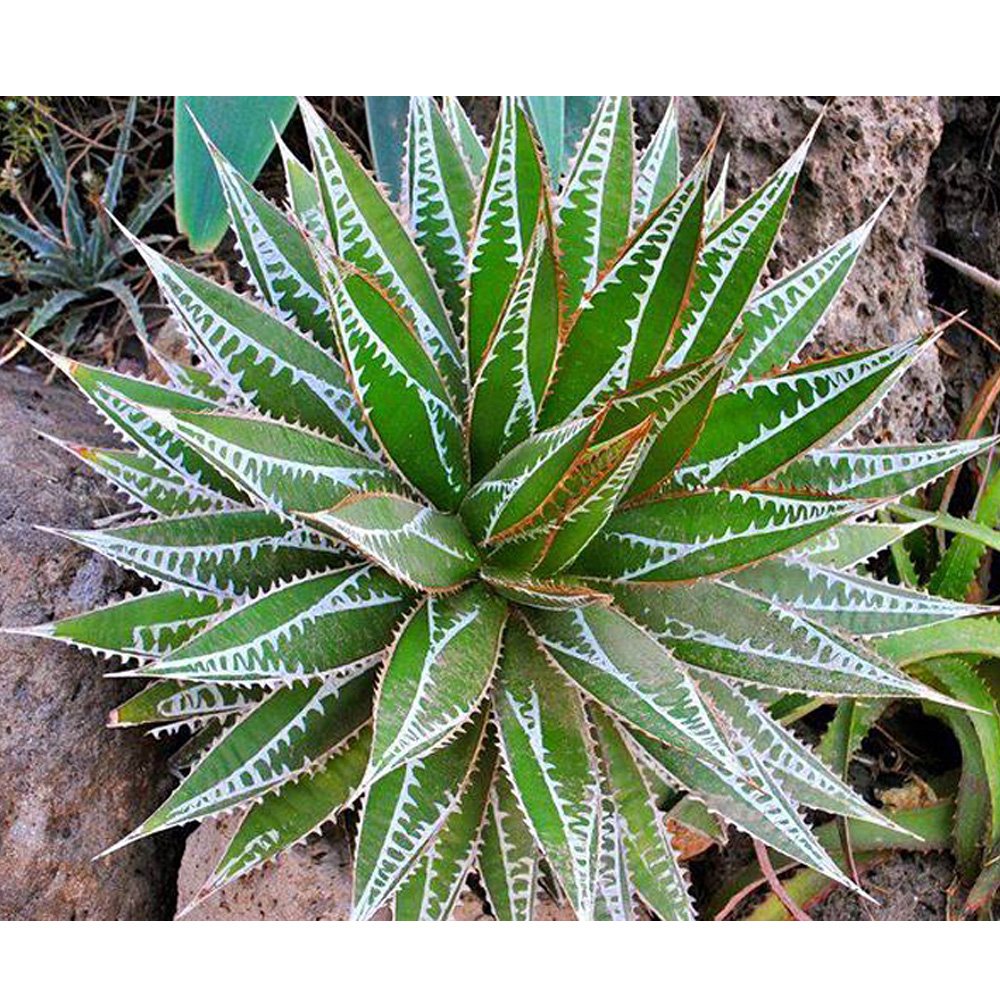 JMS 10Pcs Agave Impressa Succulents Garden Plants - Seeds