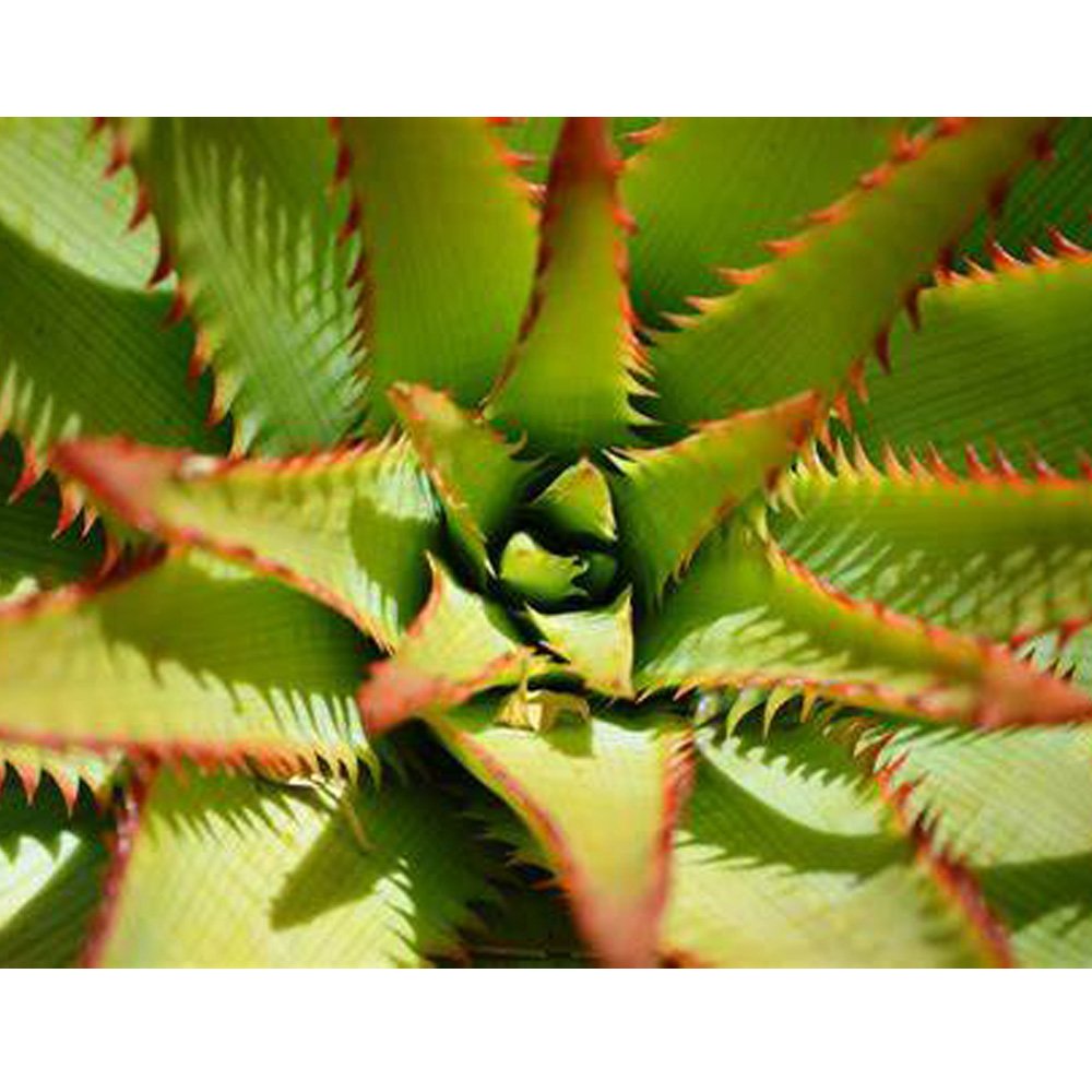 JMS 10Pcs Aloe Lineata Succulents Garden Plants - Seeds