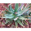 JMS 10Pcs Aloe Globuligemma Succulents Garden Plants - Seeds