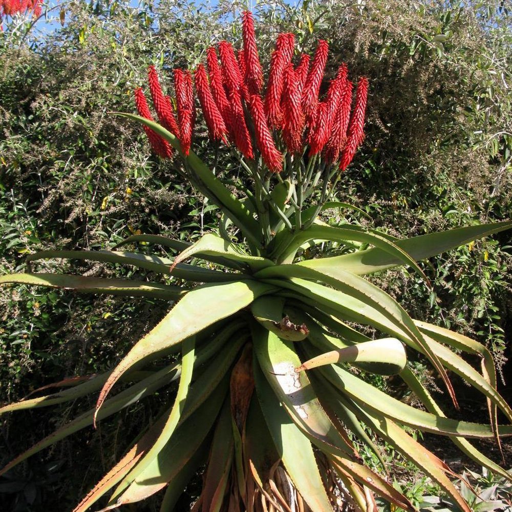 JMS 10Pcs Aloe Excelsa Succulents Garden Plants - Seeds