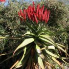 JMS 10Pcs Aloe Excelsa Succulents Garden Plants - Seeds
