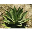 JMS 10Pcs Agave Inaequidens Subsp. Inaequidens Succulents Garden Plants - Seeds