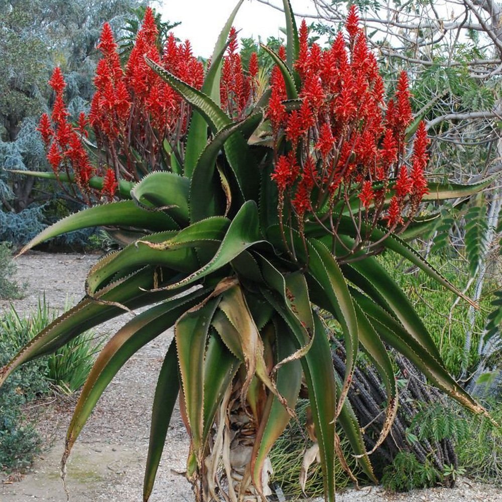 JMS 10Pcs Aloe Vaombe Succulents Garden Plants - Seeds