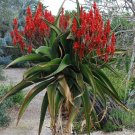JMS 10Pcs Aloe Vaombe Succulents Garden Plants - Seeds