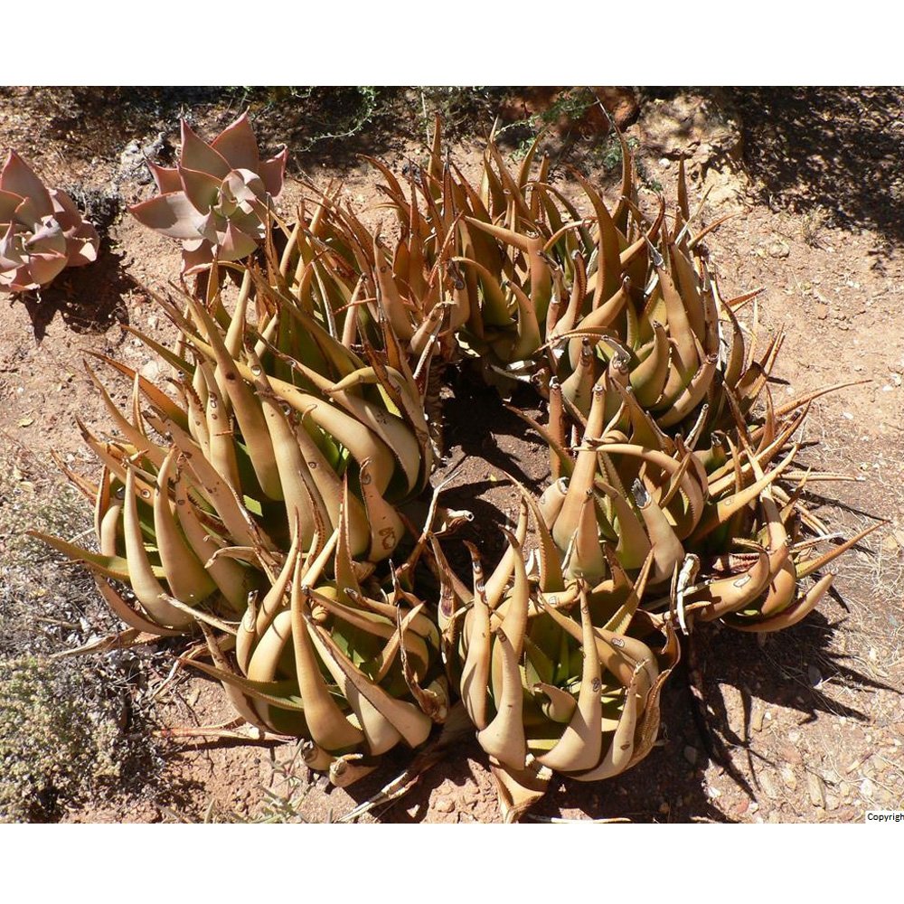 JMS 10Pcs Aloe Lutescens Succulents Garden Plants - Seeds