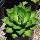 JMS 10Pcs Agave Chiapensis Succulents Garden Plants - Seeds