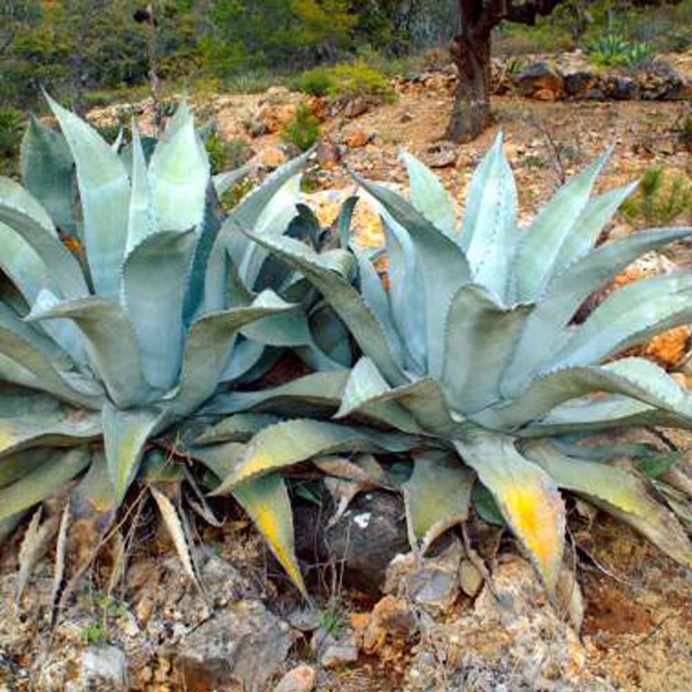 JMS 10Pcs Agave Americana Succulents Garden Plants - Seeds