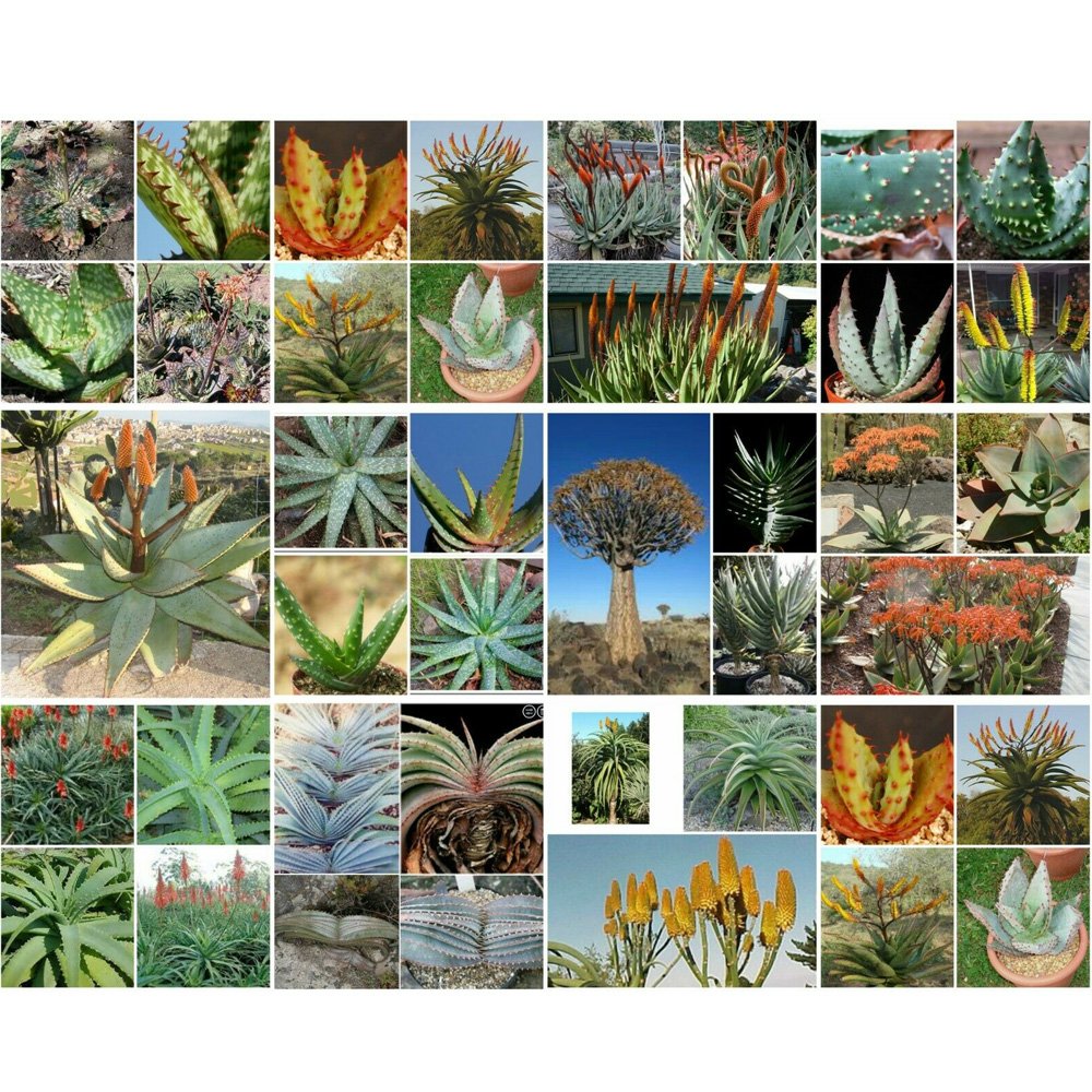 JMS 100Pcs Aloe Mix Succulents Garden Plants - Seeds