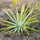 JMS 10Pcs Agave Aurea – Golden Agave Succulents Garden Plants - Seeds