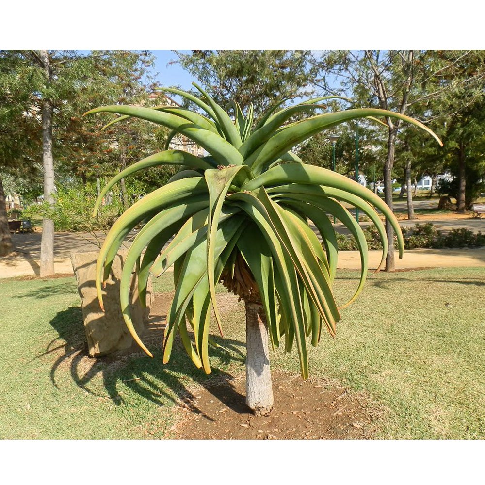 JMS 10Pcs Aloe Thraskii - Succulents Garden Plants Seeds - Century Plant
