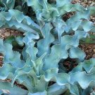 JMS 10Pcs Agave Gypsophila Leaves Wavy Twisted Plants - Seeds