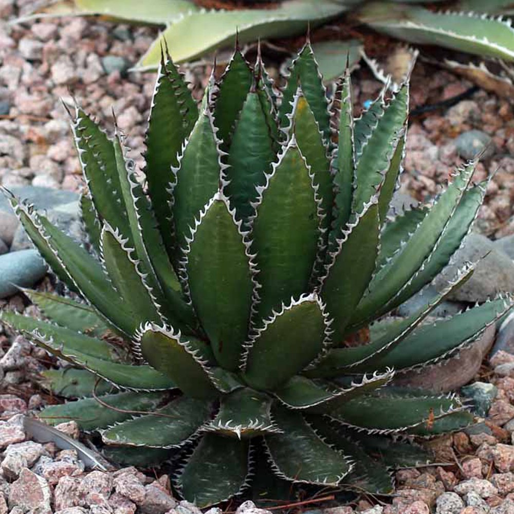 JMS 10Pcs Aagave Horrida V Horrida - Succulent Garden Plants - Seeds