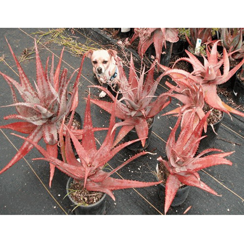 JMS 10Pcs Aloe Chabaudii - Succulent Garden Plants - Seeds