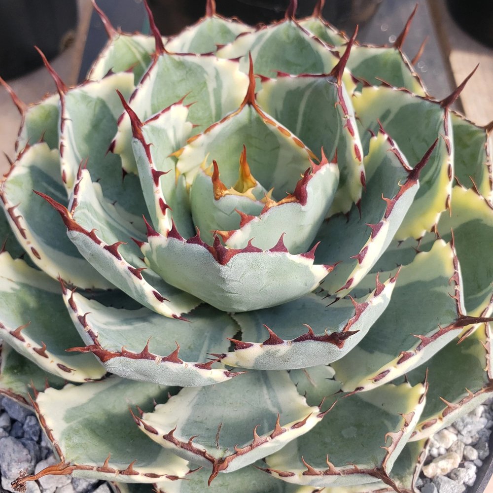 JMS 10Pcs Agave Potatorum - Succulent Garden Plants - Seeds
