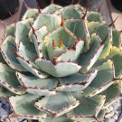 JMS 10Pcs Agave Potatorum - Succulent Garden Plants - Seeds