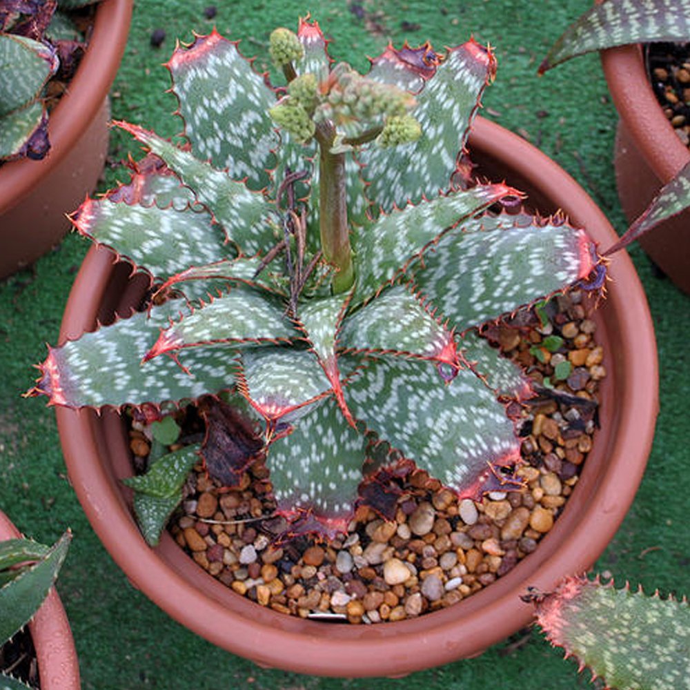 JMS 10Pcs Aloe Grandidentata - Succulent Garden Plants - Seeds