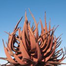 JMS 10Pcs Aloe Gariepensis - Gariep River Aloe - Succulent Rare Agave Cactus - 10 Seeds