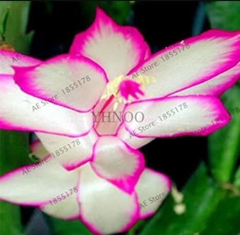 JMS 100Pcs/Bag Schlumbergera Flores Christmas Cactus Plant Plantas,Multiple Color,See Ed Plant For H