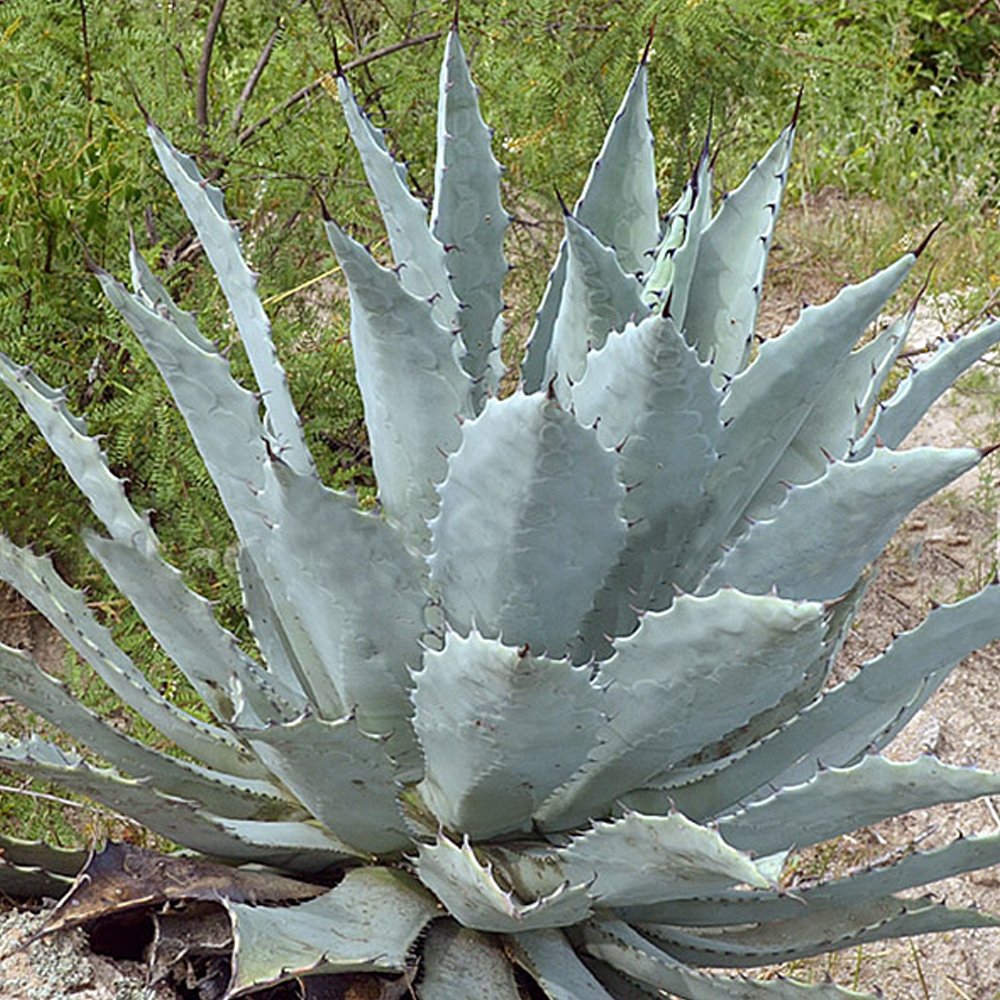 JMS 10Pcs Agave Temacapulinensis Agave Garden Plants - Seeds