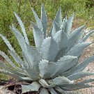 JMS 10Pcs Agave Temacapulinensis Agave Garden Plants - Seeds