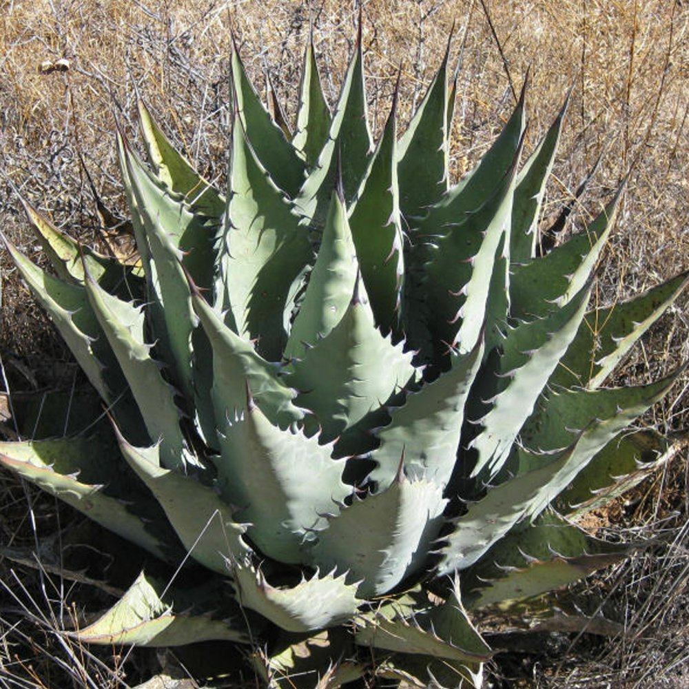 JMS 10Pcs  Agave Durangensis Agave Garden Plants - Seeds