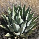 JMS 10Pcs  Agave Durangensis Agave Garden Plants - Seeds