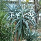 JMS 10Pcs  Aloe Africana Garden Plants - Rare Potted Plants Seeds