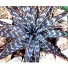 JMS 10Pcs Aloe Burgersfortensis Garden Plants - Rare Potted Plants Seeds