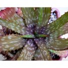 JMS 10Pcs Aloe Branddraaiensis Garden Plants - Rare Potted Plants Seeds