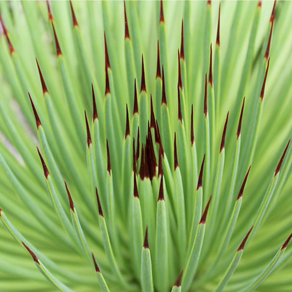 JMS 10Pcs Agave Stricta Seeds/Hedgehog Agave-Agave Aeeds