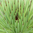 JMS 10Pcs Agave Stricta Seeds/Hedgehog Agave-Agave Aeeds