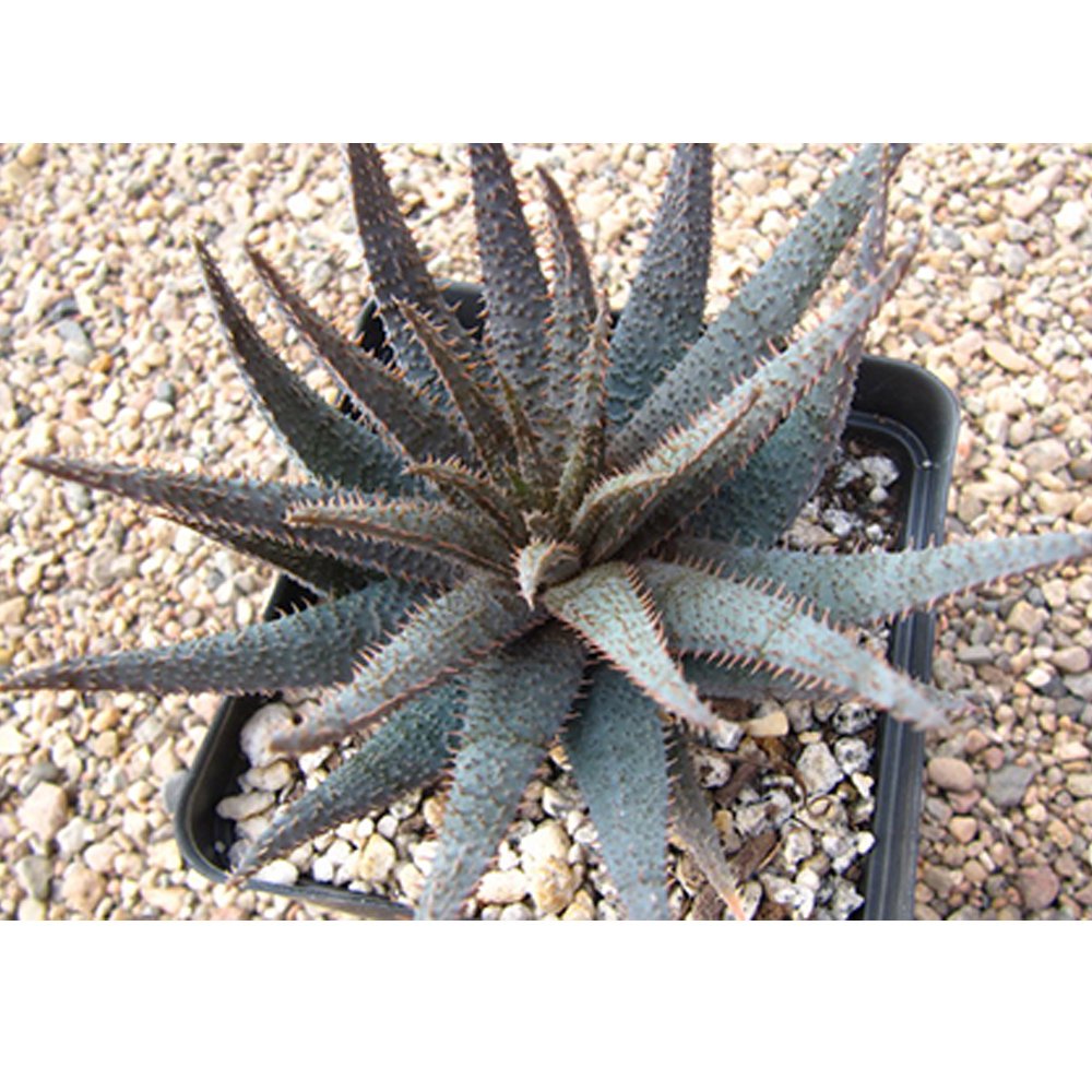 JMS 10Pcs Aloe Parvula Garden Plants - Rare Potted Plants Seeds