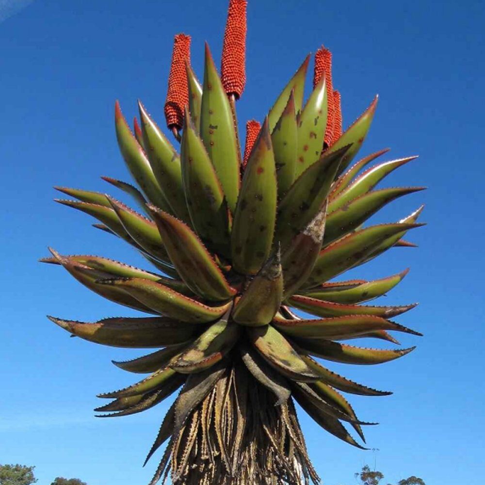 JMS 10Pcs Aloe Turtle Boss Aloe, Bitter Aloe, Red Aloe - Seeds