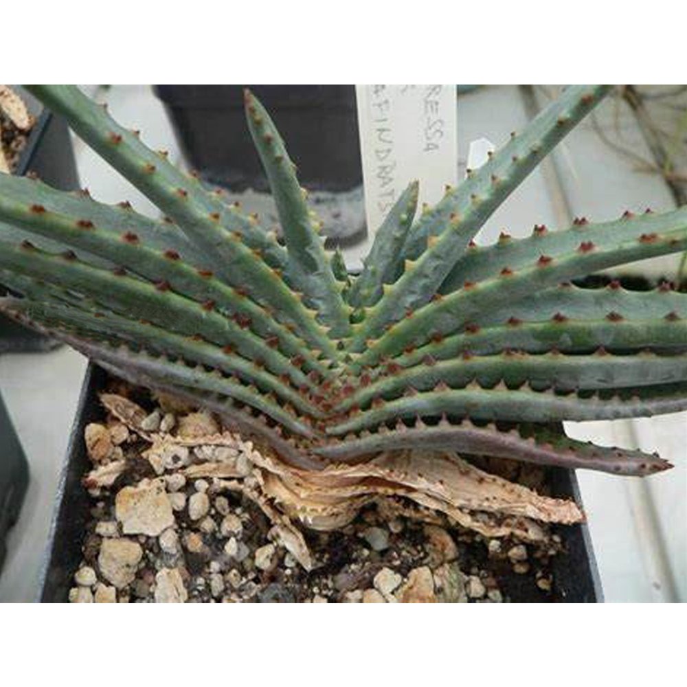 JMS 10Pcs Aloe Compressa V Schistophylla Succulents Garden Plants - Seeds