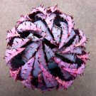 JMS 5Pcs Aloe Peglerae Succulent Plant Garden Plants - Seeds