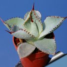 JMS 5Pcs Agave Guadalajarana Seeds Rare Succulent Plant