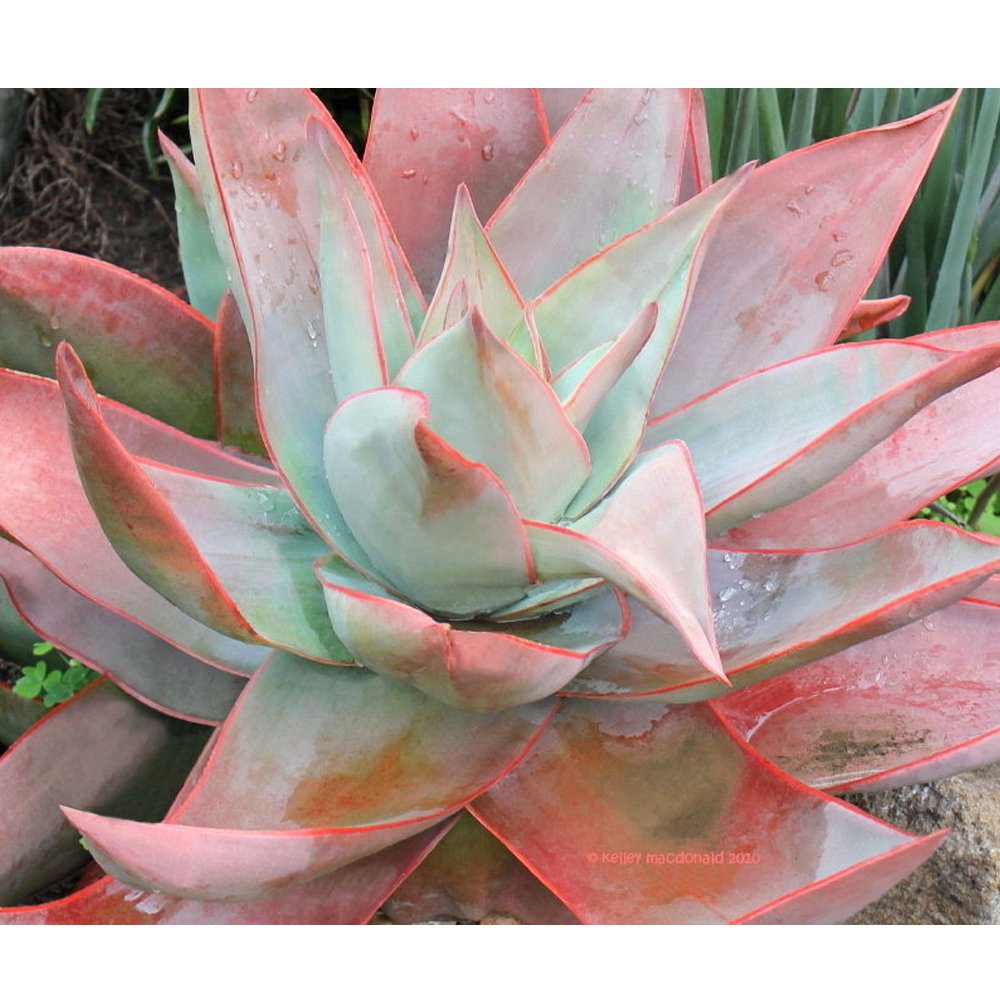 JMS 10Pcs Aloe Striata Seeds Rare Succulent ~ Succulents Seeds