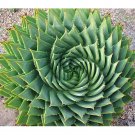 JMS 5Pcs Aloe Polyphylla Seeds Rare Succulent~ Spiral Aloe~ Succulents Seeds